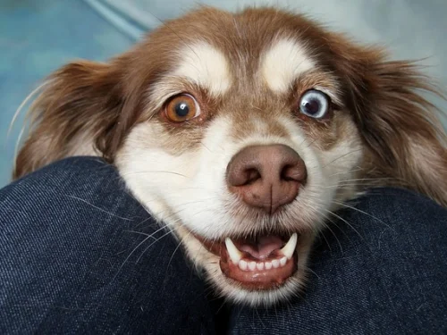 Rüyada Dişin Yarısının Çekilmesi ve Ruhsal Eşikler